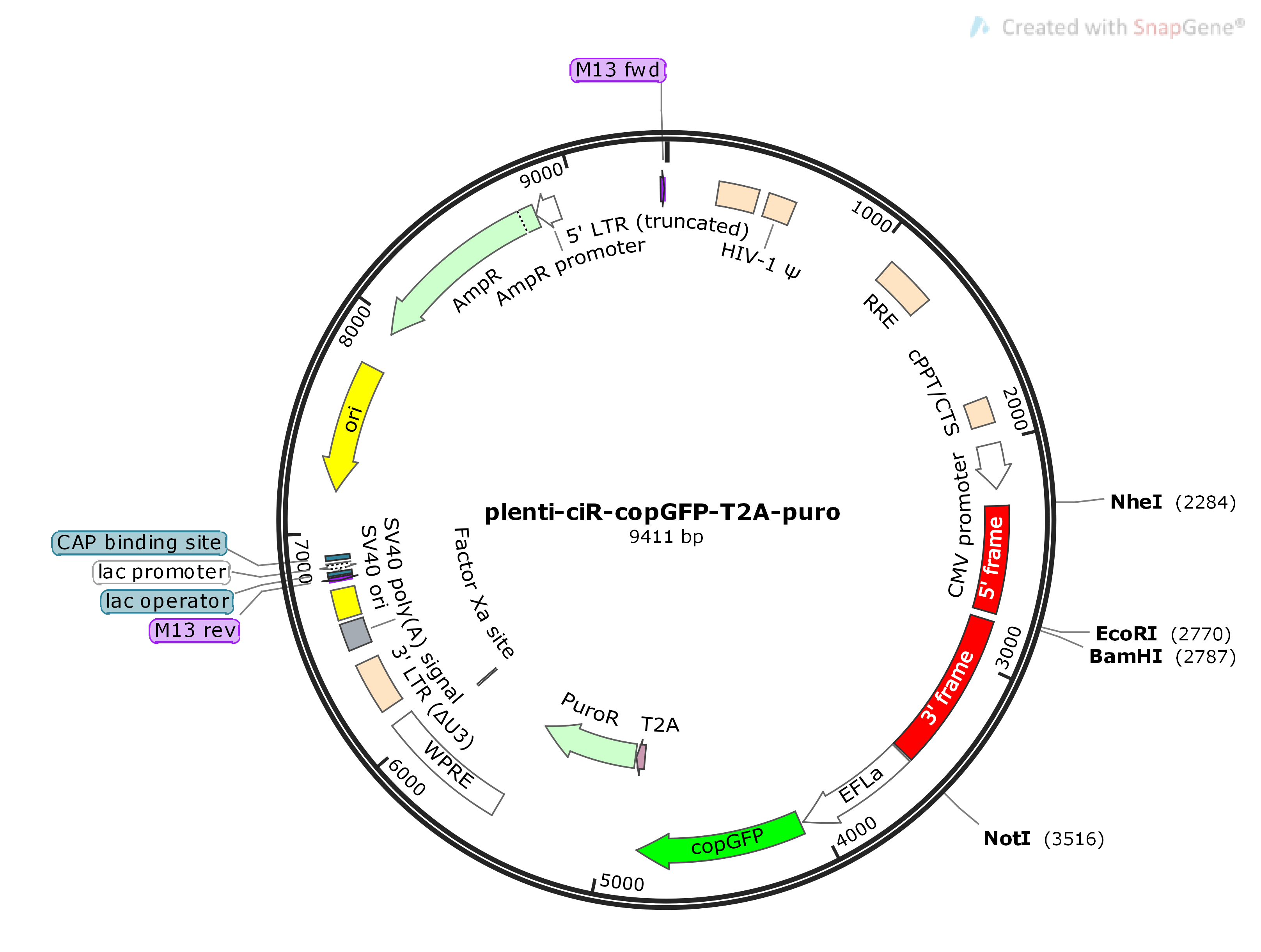 plenti-ciR-copGFP-T2A-puro Map